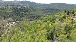 jerusalem forest (Small)